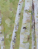 Birches at Lary - oil on canvas 2010 - 42cm x 200cm